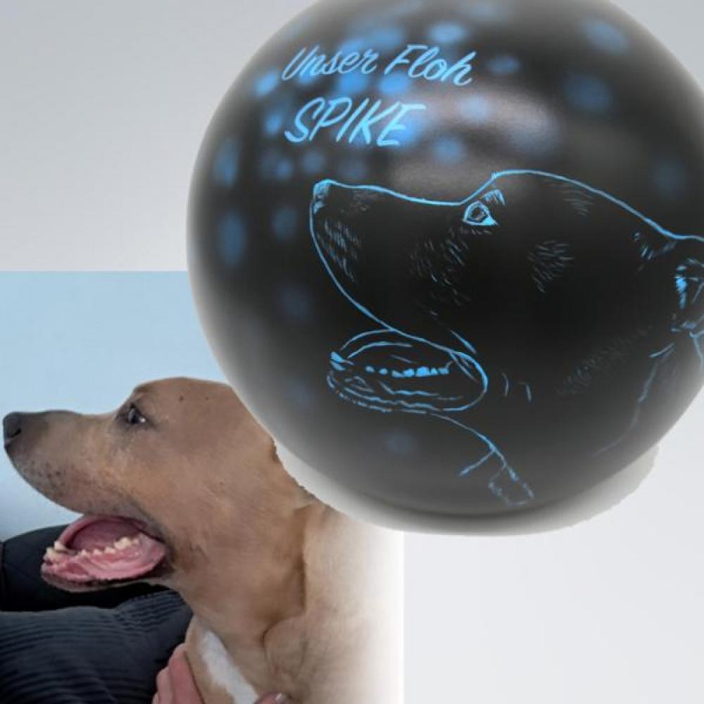 Kugelurne Hund im Licht Weiß - auch nach Foto